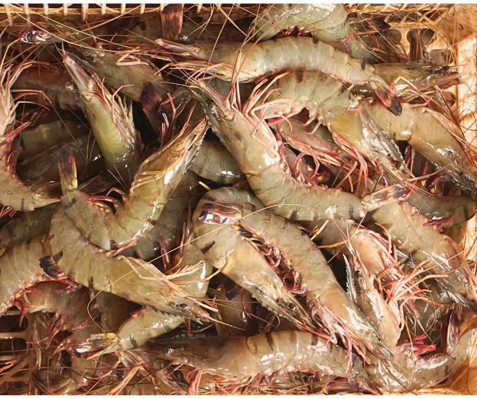 Bagda Prawn (Large) 1 KG