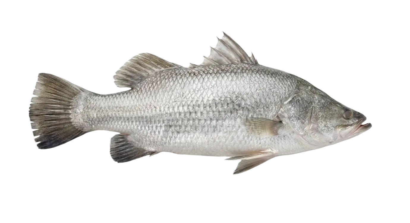 Sundarbans Premium Bhetki Or Koral Whole Clean 350-449g Â±5%